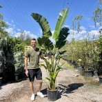 Strelícia Nikolaj (Strelitzia Nicolai) - výška 200-250 cm, kont. C25L